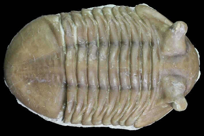 Asaphus Punctatus Trilobite - Russia #78538
